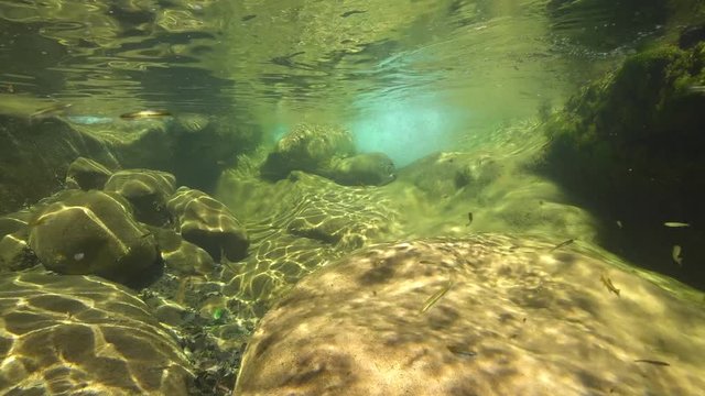 Underwater a rocky stream with small freshwater fish Eurasian minnow, Phoxinus phoxinus, La Muga river, Girona, Alt Emporda, Catalonia, Spain