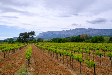 Fototapeta na wymiar Vue sur la montagne Sainte-Victoire au printemps. Les vignobles au premier plan. Provence, France.