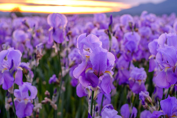 Champ d'iris pallida en Provence, France.	 Lever de soleil.