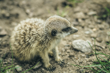 meerkat