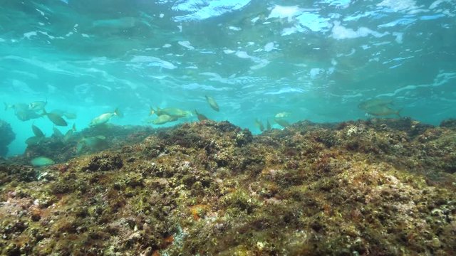Waves breaking on rock underwater with sea breams fish below water surface, Mediterranean sea, France
