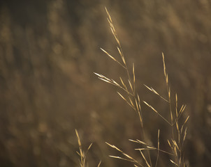 Dry yellow grass in the sunlight on brown abstract blurred nature background