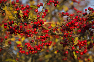 Red hawthorn berries on a bush. Crataegus ripe on branches at sunset