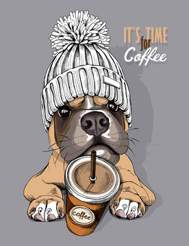 Dog Boxer in a knitted cap with pompom and coffee to go. Vector illustration.