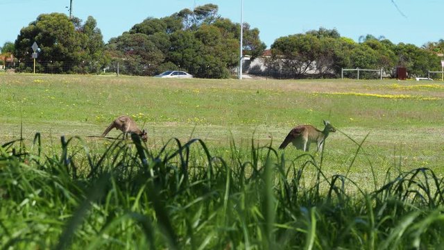 Kangaroos in urban space. Alert. Busy road in background, grass in foreground. Wide angle low point of view.
