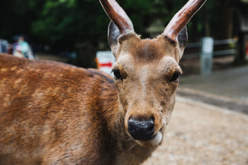 Japanese deer at Nara province in garden