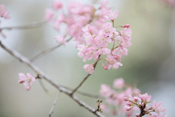 Cherry blossom pink flowers , Cherry flowers in small clusters on a cherry tree branch on pink background