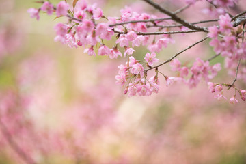 Cherry blossom pink flowers , Cherry flowers in small clusters on a cherry tree branch on pink background