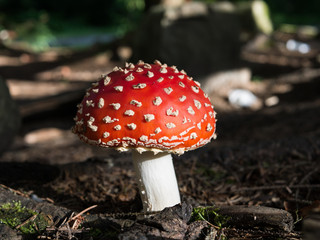 Amanita muscaria