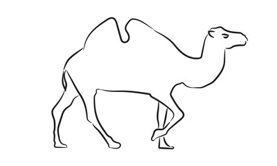 Camel sketch style silhouette. Hand drawn style vector illustration.