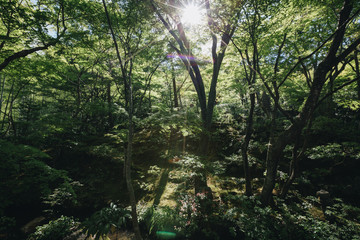 Japanese garden walkway with tree leaves film vintage style