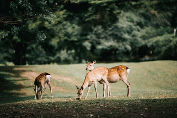Japanese deer at Nara province in garden