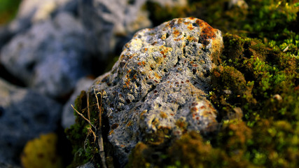 Fototapeta na wymiar Nature in macro stone moss autumn evening sunset