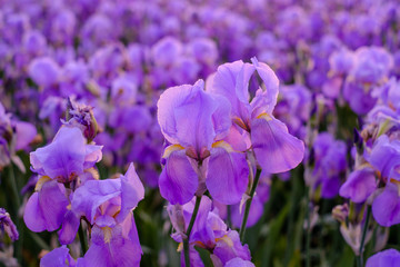 Champ d'iris pallida en Provence, France.	 Gros plan, lever de soleil.