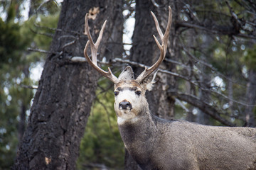 Wild Elk grazes for food in the winter in Banff National Park in Alberta Canada
