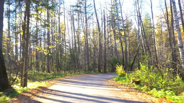 walk along the autumn forest road
