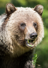 Grizzly bear in the wild