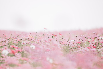 Cosmos flowers background in pastel style