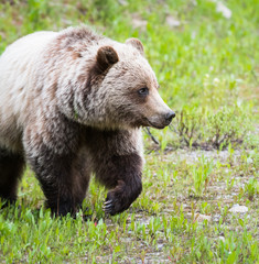 Grizzly bear in the wild