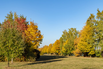 Fototapeta na wymiar Colorful autumn leaves in sunlight in Berlin, Germany