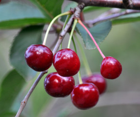On a tree branch fruit is cherry