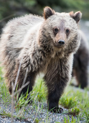 Fototapeta premium Grizzly bear in the wild