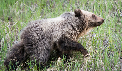 Fototapeta premium Grizzly bear in the wild