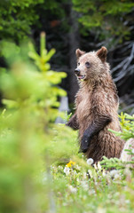 Fototapeta premium Grizzly bear in the wild