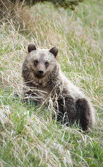 Fototapeta premium Grizzly bear in the wild