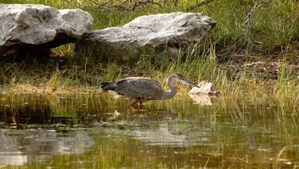 Hunting Heron