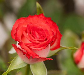 Rose flower on natural blurred background, flora - flowers.