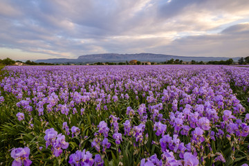 Champ d'iris pallida en Provence, France.	 Coucher de soleil.