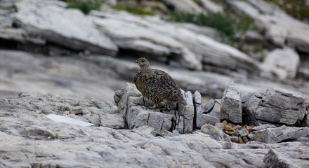 Alpine Ptarmigan 