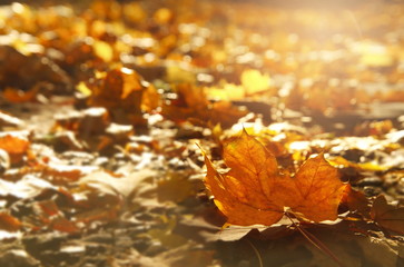 yellow orange falling leave from tree on the floor in autumn season nature background