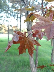 red maple leaves