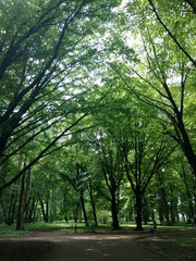 trees in the park