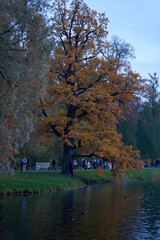 Fototapeta na wymiar Bright autumn leaves on the trees in the park