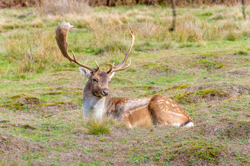 male stag fallow deer laying on the gorund