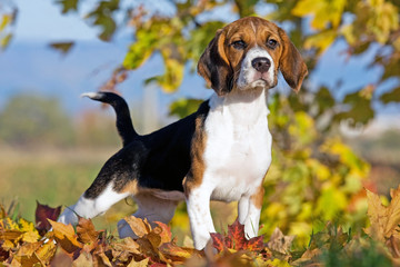 Portrait of nice beagle - obrazy, fototapety, plakaty