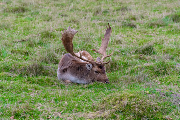 male stag fallow deer laying on the gorund