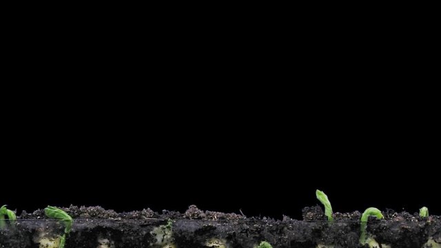 Time-lapse of growing pea vegetables 4c3 in RGB + ALPHA matte format isolated on black background
