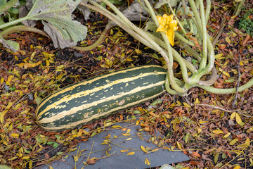 Ripe marrow growing on the plant