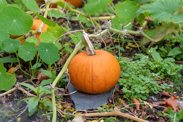 Ripe pumpkin still growing on the plant