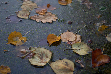 Autumn trees near the pond in the park         