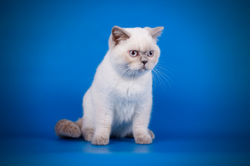 Obraz premium British shorthair cat on colored backgrounds