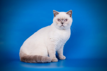British shorthair cat on colored backgrounds