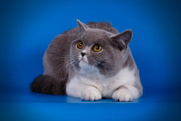 British shorthair cat on colored backgrounds