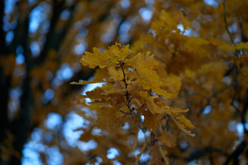 Bright autumn leaves on the ground as background 