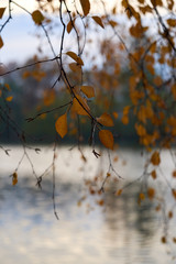 Bright autumn leaves on the trees in the park