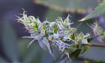Frosty Nug